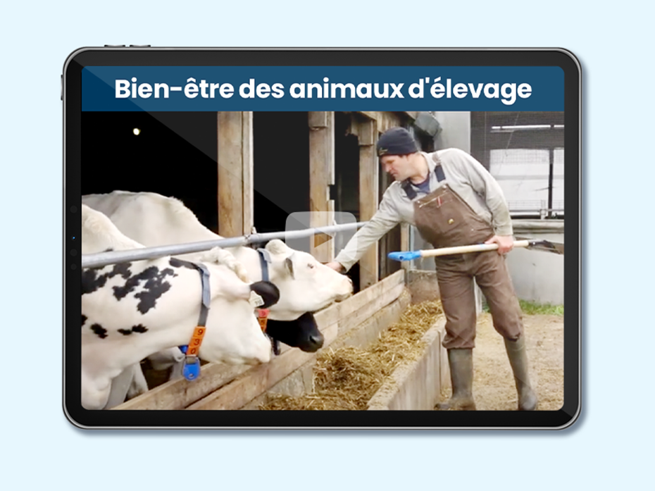 Nourrir le Canada, leçon 2 : Bien-être des animaux d’élevage 